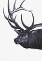 Shelley Reed, Bull Elk (after Ringius)
2023, oil on paper