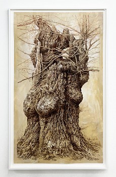 Work: Old Maple Near Mill River II, 2024 pencil, ink, and white gouache on gessoed vellum 64 x 36 inches / 66 1/4 x 39 1/2 inches framed shaef123