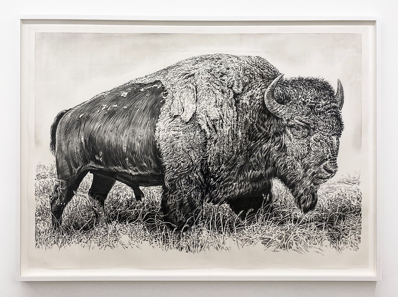 Rick Shaefer
Bison XIII, 2024
shaef120
charcoal on gessoed vellum, 53 x 75 inches / 57 3/4 x 79 3/4 inches framed