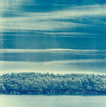 Thomas Hager -&nbsp;Blue Sky Mangroves, 2024 archival pigment print 42 1/2 x 42 inches HAG692