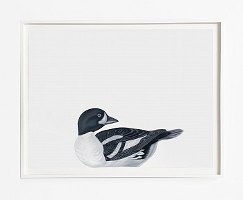 Shelley Reed -&nbsp;Barrow's Goldeneye (after Audubon), 2024 oil on paper 22 x 30 inches / 26 x 33 1/4 inches framed REE290