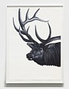 Shelley Reed, Bull Elk (after Ringius)
2023, oil on paper