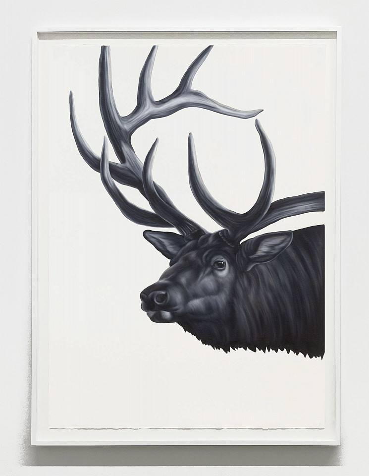 Shelley Reed
Bull Elk (after Ringius), 2023
REE283
oil on paper, 41 1/2 x 29 1/2 inches