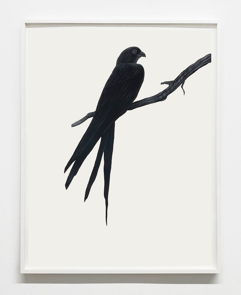 Shelley Reed
Swallow-tailed Hawk, 2024
ree320
oil on paper, 30 x 22 1/2 inches