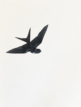 Shelley Reed -&nbsp;Swallow 1 (after Menaboni), 2022 oil on paper 30 x 22 1/2 inches ree343