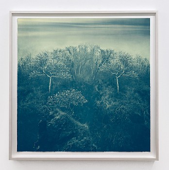 Work: Thomas Hager Mountain Side Trees With Sea Sky, 2024 archival pigment print 42 1/2 x 42 inches HAG696