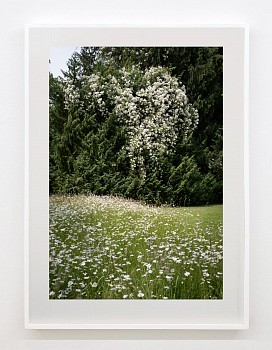 Work: Susanna Howe Brampton Bryan, 2025 c-print Brampton Bryan, 2025    Edition of 9  c-print 39 ½ x 26 ½ inches image /  44 ¾ x 31 ¾ inches print /  45 ¾ x 32 ¾ inches framed HOWE014