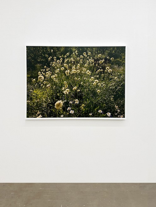 Far Afield  - Installation View