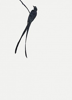 Shelley Reed (LA) -&nbsp;Visitor (after Audubon), 2026 oil on paper 41 1/2 x 29 1/2 inches ree370