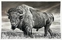 Rick Shaefer, Untitled (Bison XV)
2025, charcoal on vellum