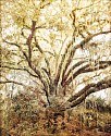 Thomas Hager, Live Oak Study II
2026, archival pigment print