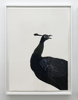 Shelley Reed -&nbsp;Peacock (after Hondecoeter), 2026 oil on paper 41 1/2 x 29 1/2 inches / 45 x 34 inches framed ree376