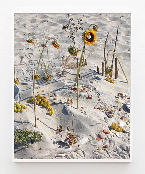 Work:&nbsp;Tyler Haughey Tilden Sunflower, 2026 archival pigment print 50 x 40 inches HAUGH044